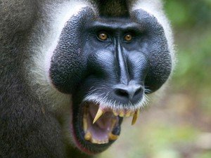 Insights On The Effects & Causes of Stress, Learnt From Kenyan Baboons